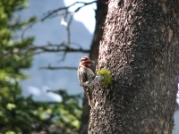 Woodpecker in Glacier NP